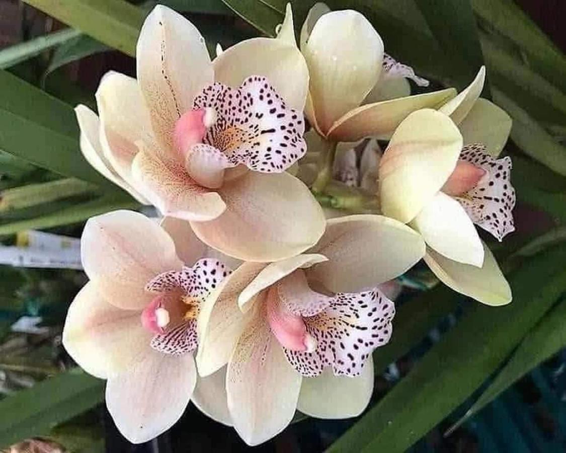 Magic Flower Rooms Cahuita Εξωτερικό φωτογραφία
