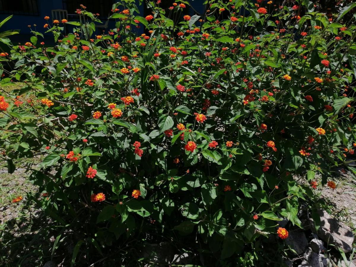 Magic Flower Rooms Cahuita Εξωτερικό φωτογραφία