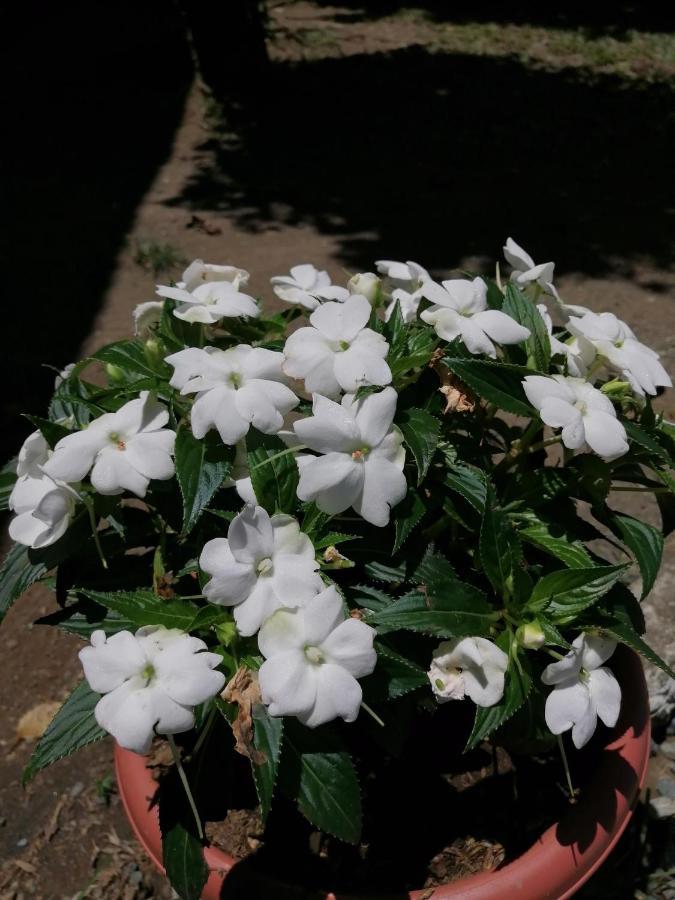 Magic Flower Rooms Cahuita Εξωτερικό φωτογραφία