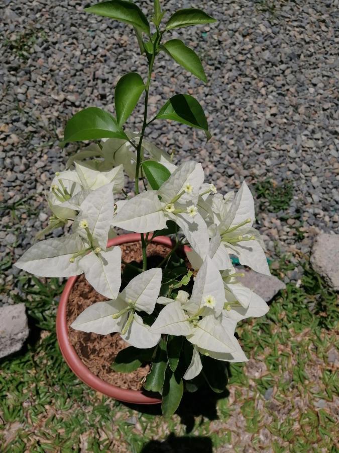 Magic Flower Rooms Cahuita Εξωτερικό φωτογραφία