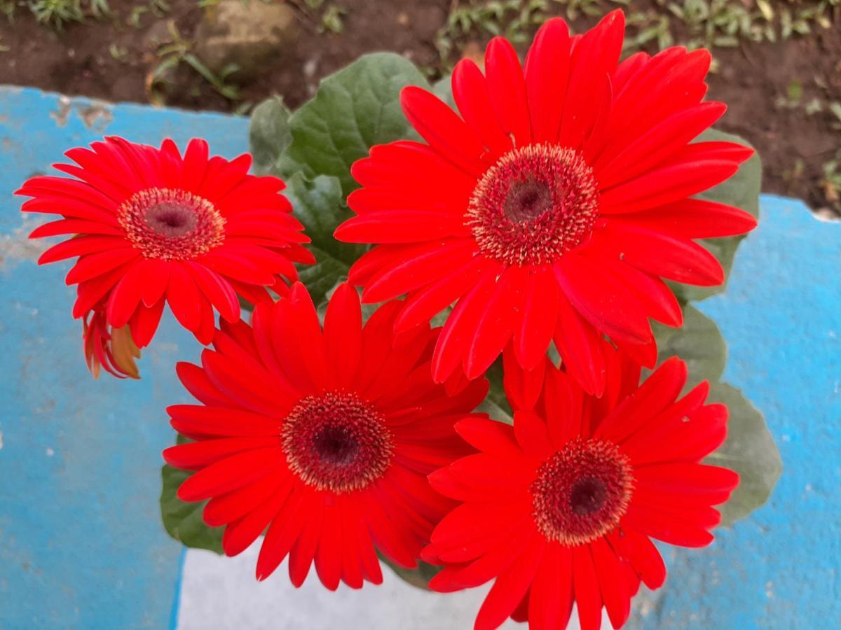 Magic Flower Rooms Cahuita Εξωτερικό φωτογραφία